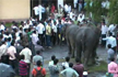 Elephants Show Up in Assam Court Amid Custody Dispute